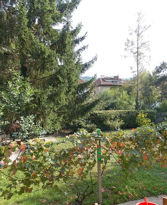 b Gartenblick - Klosterneuburger Gasse: 2 Zimmer am Fuß des Buchbergs, Grünruhelage